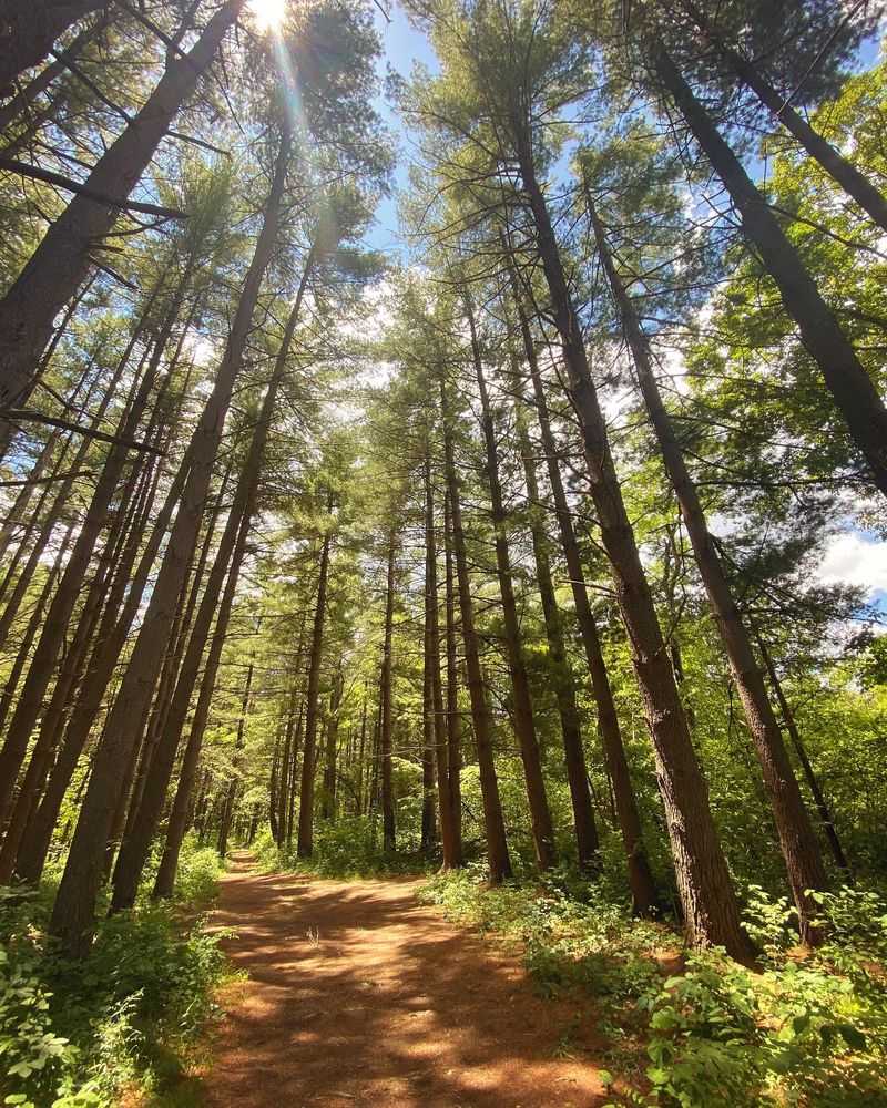 Fallen Oak Trail And Other Easy Walks