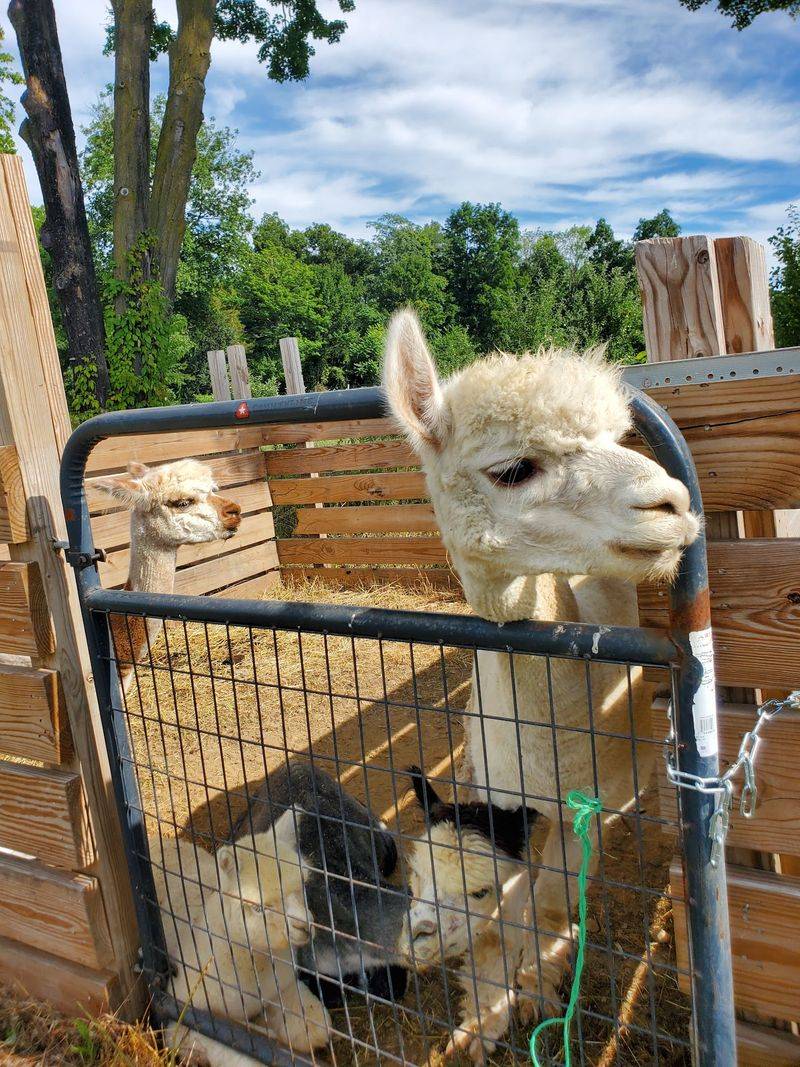 Farm Animals, Face Painting And Craft Tables Farm Animals, Face Painting And Craft Tables