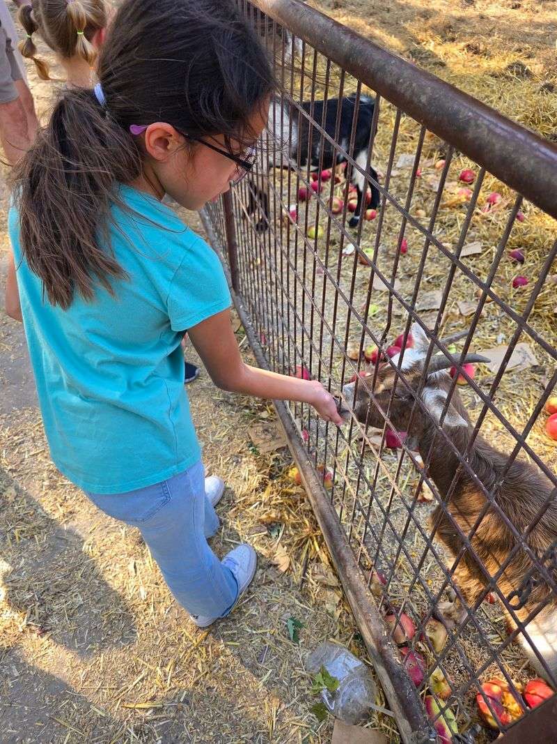 Farm Animals You Can Actually Feed Farm Animals You Can Actually Feed