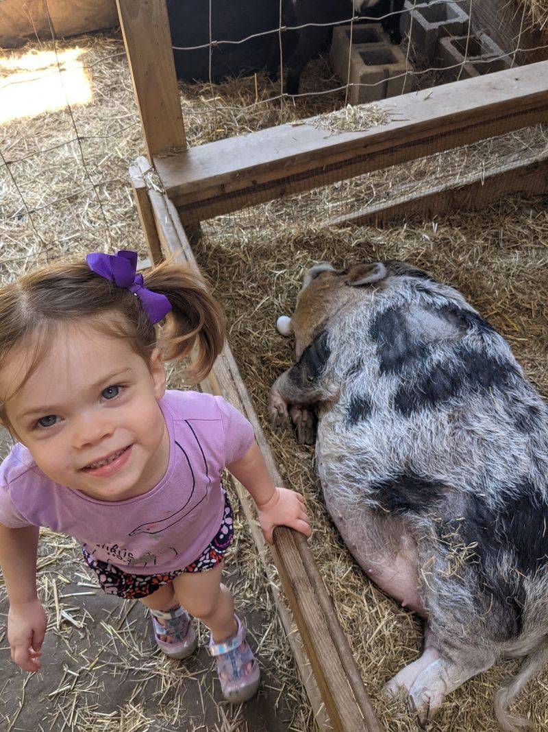 Farm Animals and a Petting Zoo for the Little Ones Farm Animals and a Petting Zoo for the Little Ones