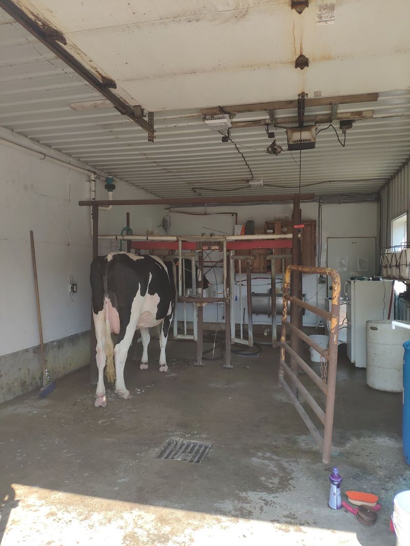 Farmstead Cheese Made Steps From The Milking Parlor