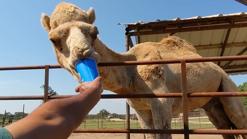 Feed Cup Math