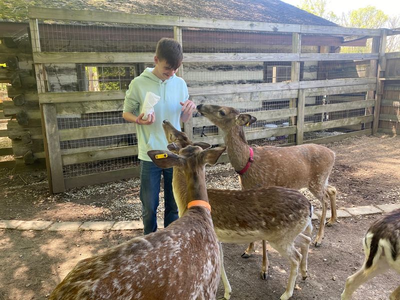 Feeding Deer and Goats at the Petting Zoo Feeding Deer and Goats at the Petting Zoo