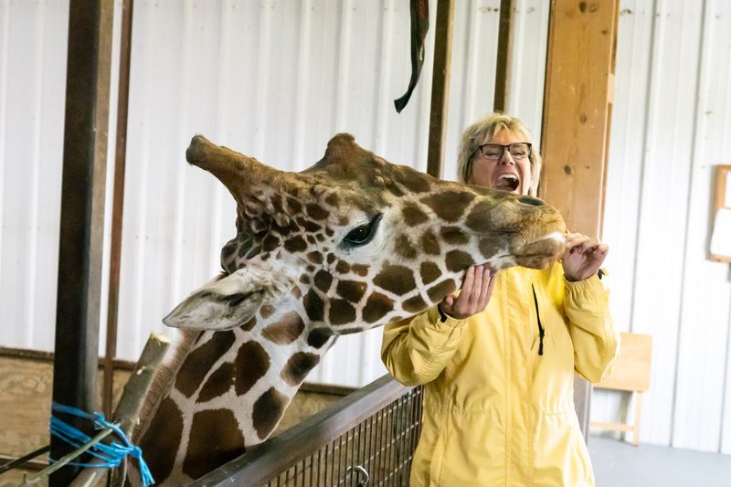 Feeding Giraffes and Meeting Rhinos Feeding Giraffes and Meeting Rhinos