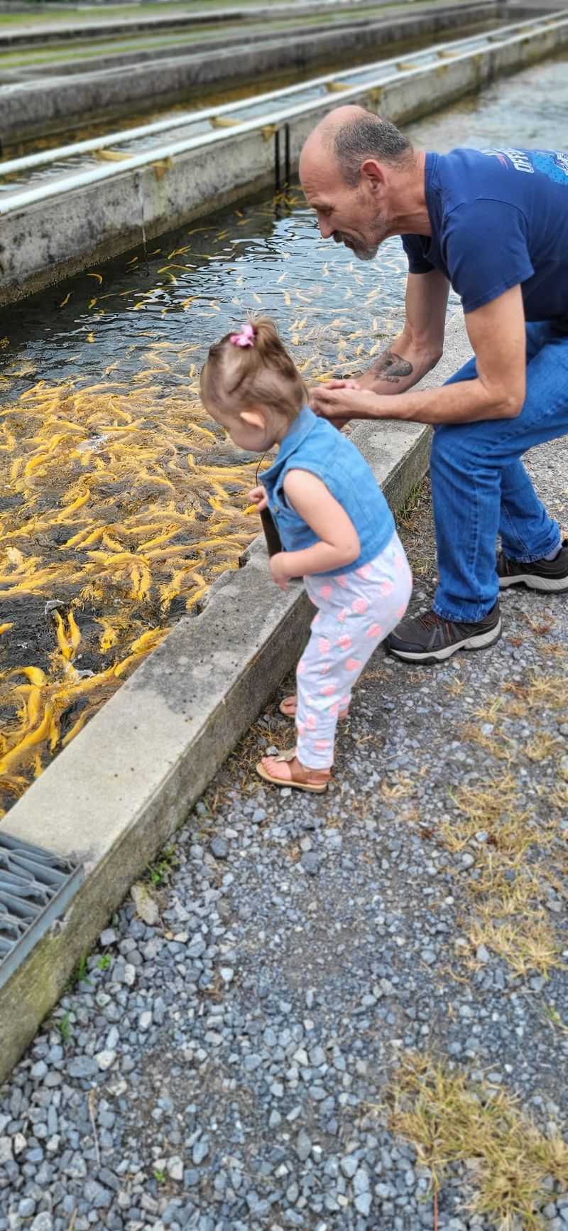 Feeding the Fish by Hand Feeding the Fish by Hand