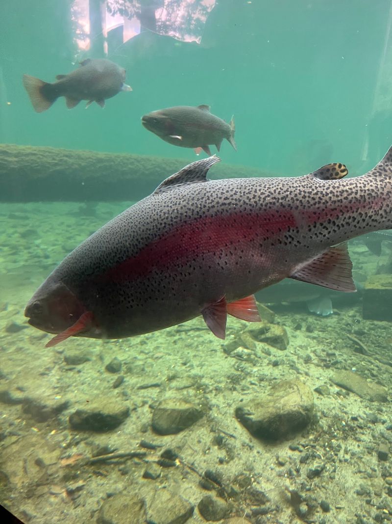 Feeding the rainbow trout, a quarter at a time Feeding the rainbow trout, a quarter at a time
