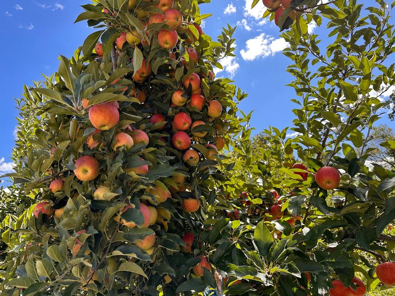 This New Jersey Farm Turns Apple Picking Into A Full Fall Adventure