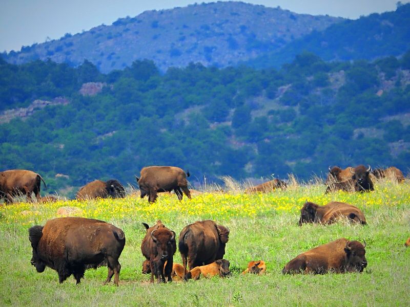 Fifteen Bison and a Long Train Ride From New York Fifteen Bison and a Long Train Ride From New York