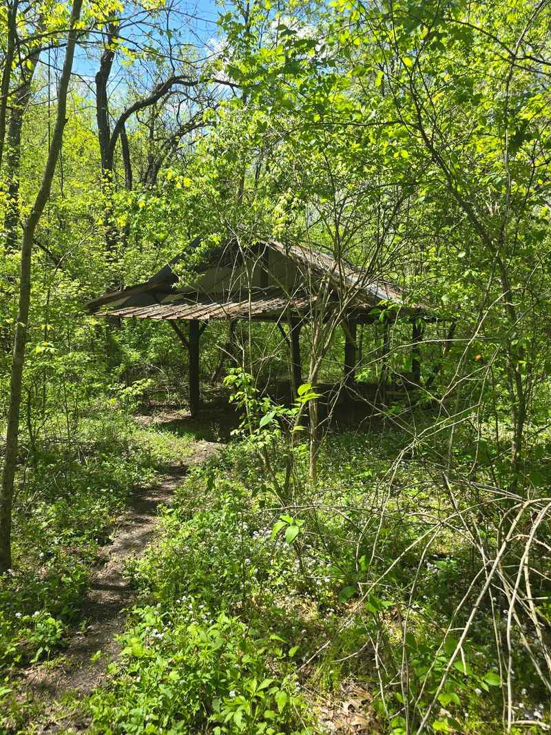 Fire Hydrants And Foundations Hiding In The Trees