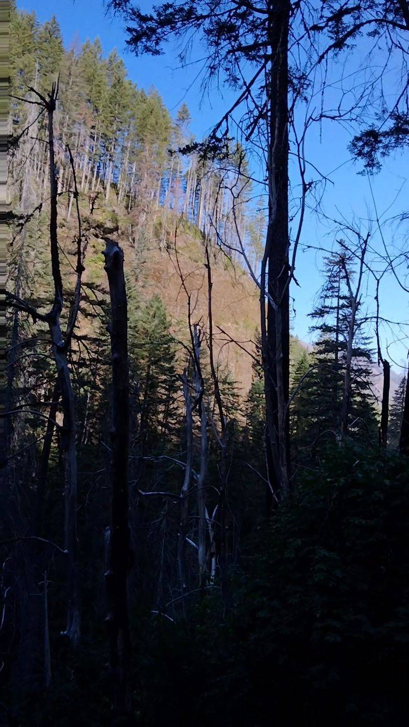 Fire Scars And A Forest Rebuilding Itself