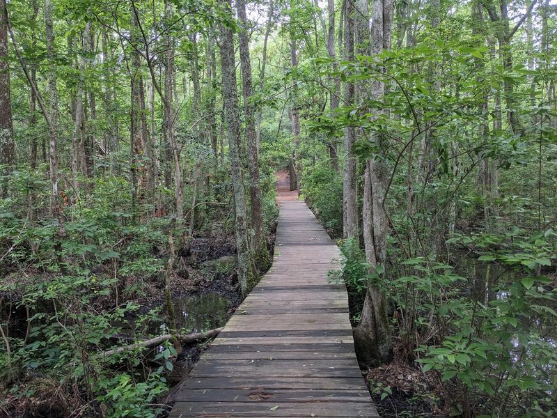 First Landing State Park Turns Sand And Swamp Into One Trail Day First Landing State Park Turns Sand And Swamp Into One Trail Day