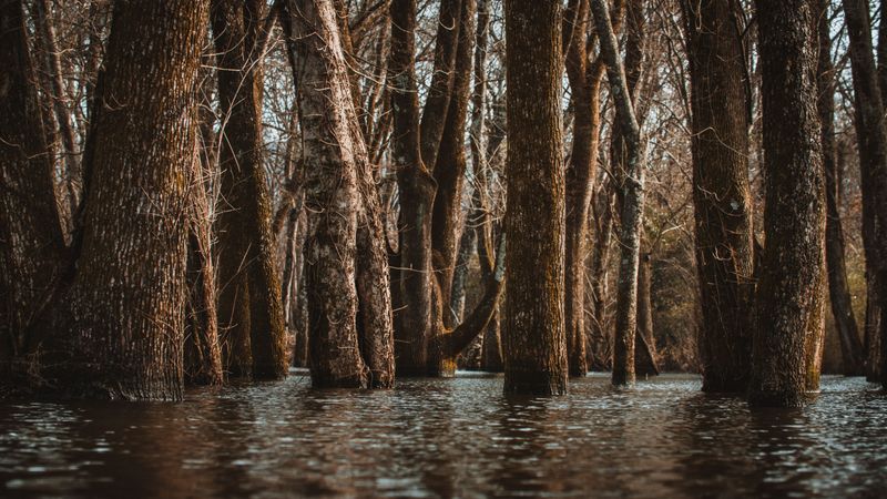 Flooded Timber And Marsh Are Prime Real Estate Flooded Timber And Marsh Are Prime Real Estate
