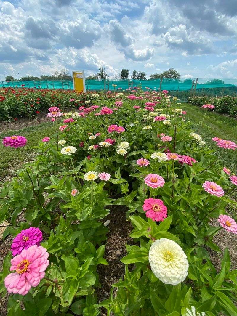 Flower Fields That Slow Everything Down