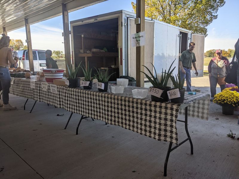 Flowers, Plants, And Things To Put In Your Garden