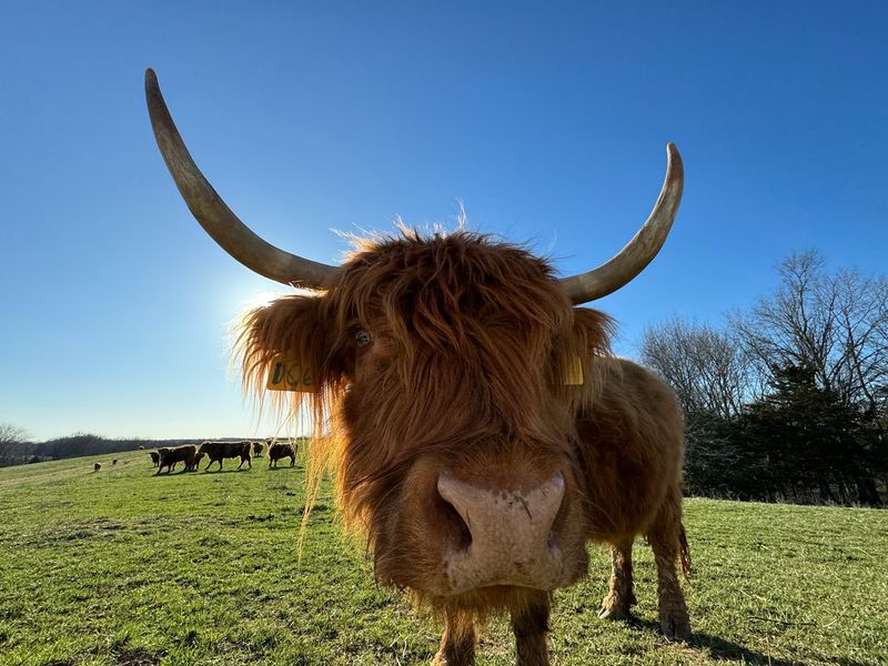 Fluffy Highland Cattle And Graceful Horses Fluffy Highland Cattle And Graceful Horses