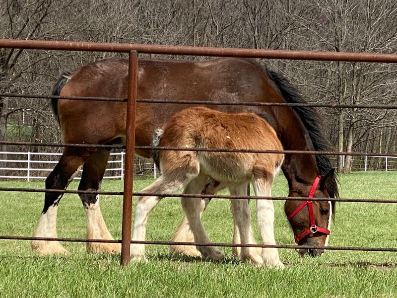 Foal Season Brings The Little Ones Foal Season Brings The Little Ones