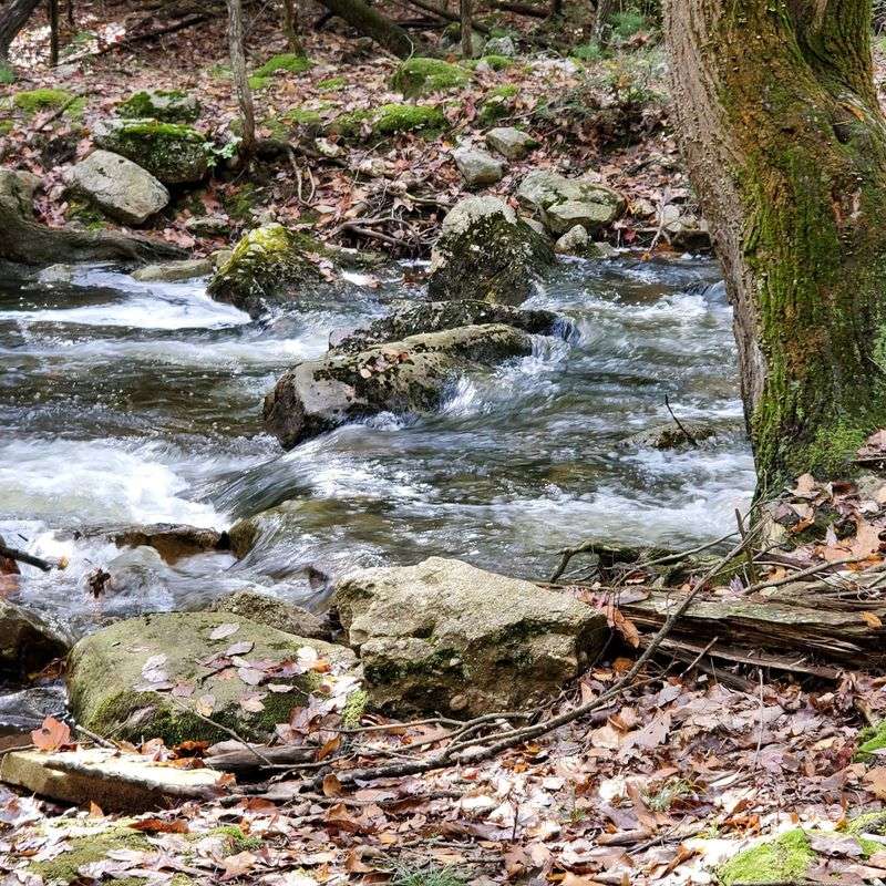 Forest, Creek, and the Slow Work of Nature Taking Over Forest, Creek, and the Slow Work of Nature Taking Over