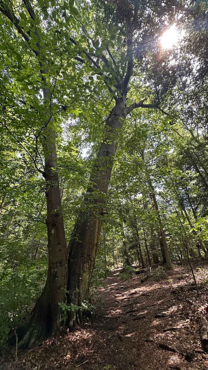 Forest That Predates the Nation Forest That Predates the Nation