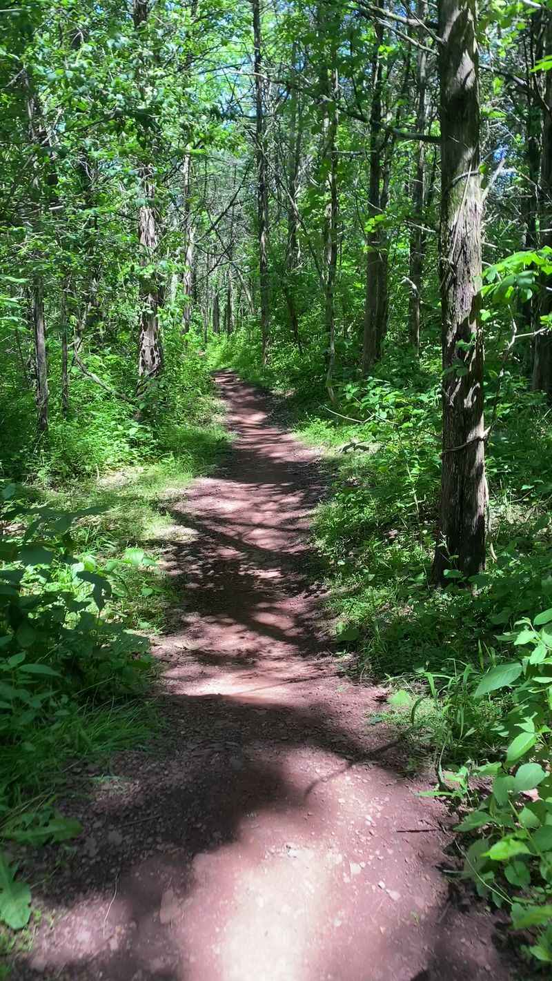 Forests That Grew Back on Their Own Forests That Grew Back on Their Own