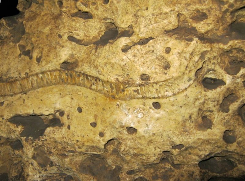 Fossils Older Than Almost Anything You Have Seen