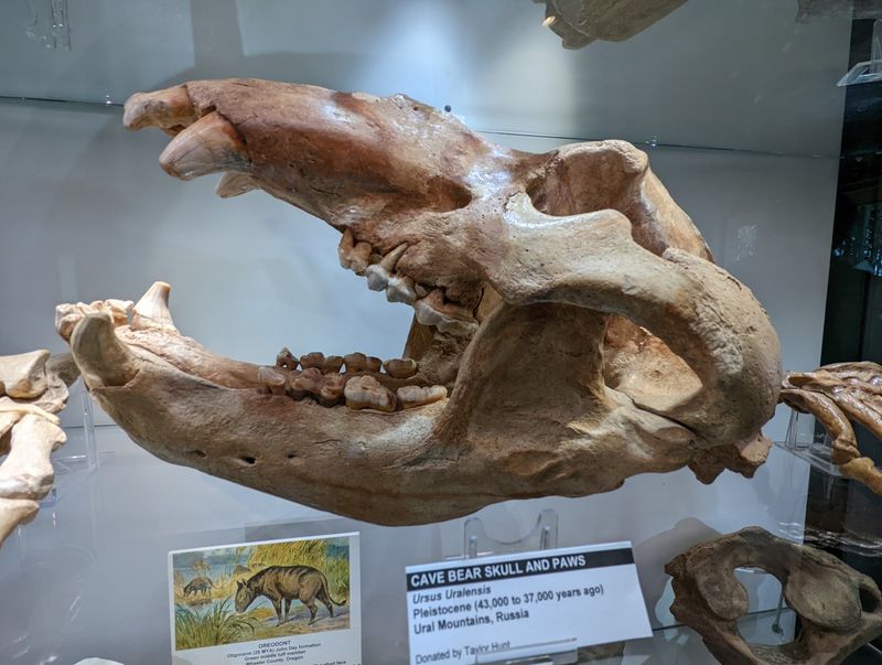 Fossils That Tell Old Stories Fossils That Tell Old Stories