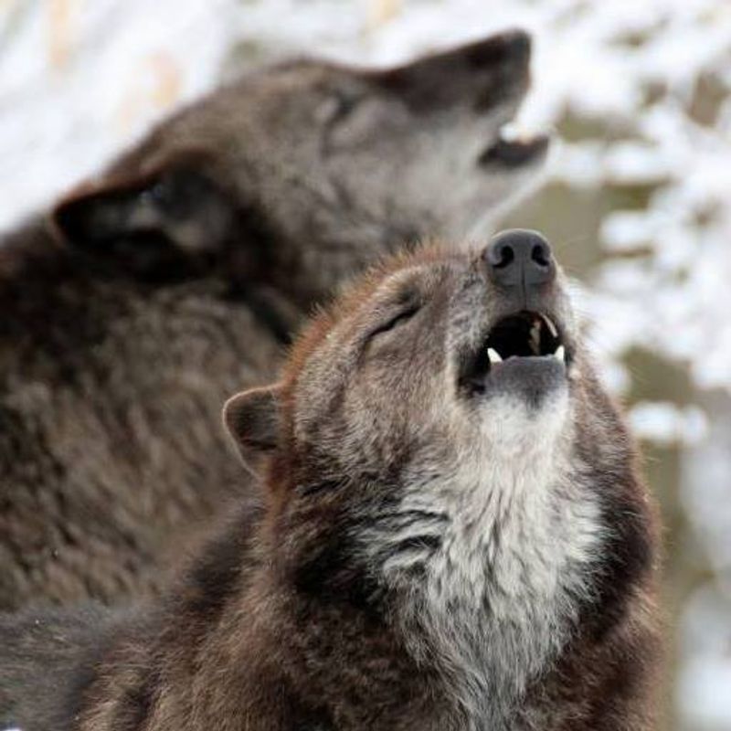 Four Wolf Packs, One Observation Area Four Wolf Packs, One Observation Area