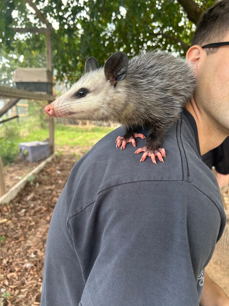 Foxes, Skunks, Opossums And Other Unlikely Charmers Foxes, Skunks, Opossums And Other Unlikely Charmers