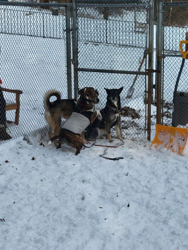 Friends of Homeless Animals Friends of Homeless Animals