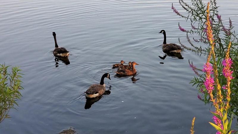 Frogs, Turtles, And The Busy Life Of Small Ponds