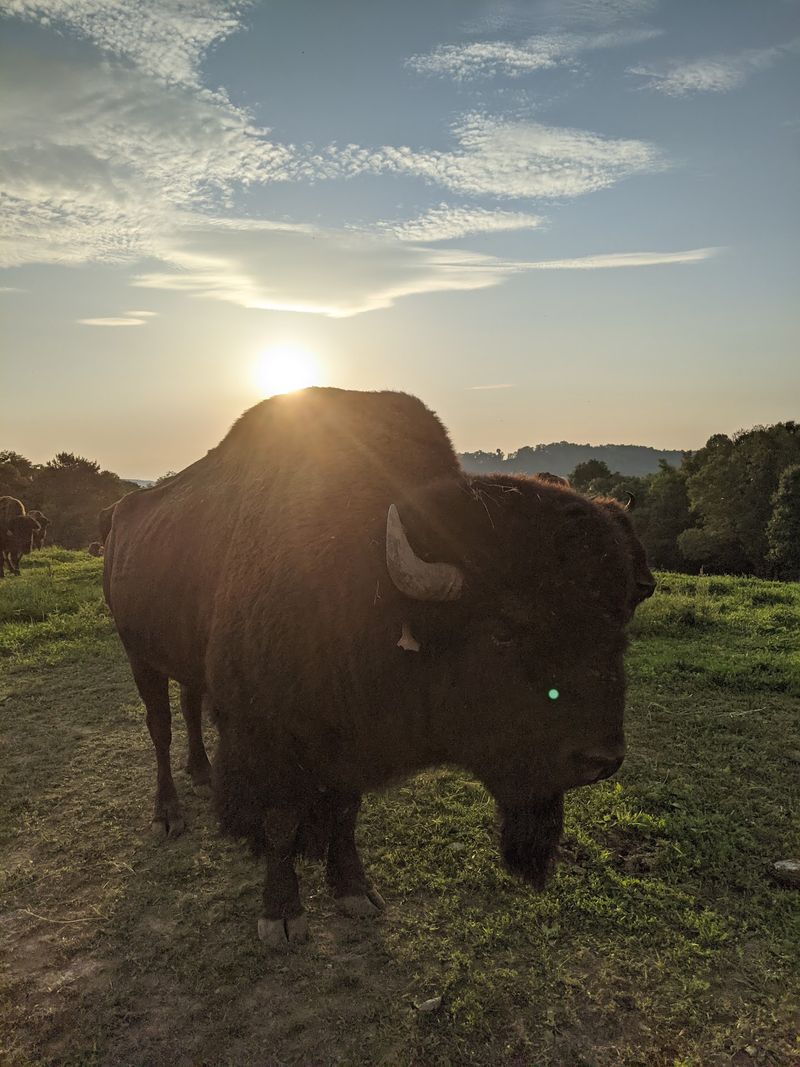 From Bedside Nurse to Bison Rancher