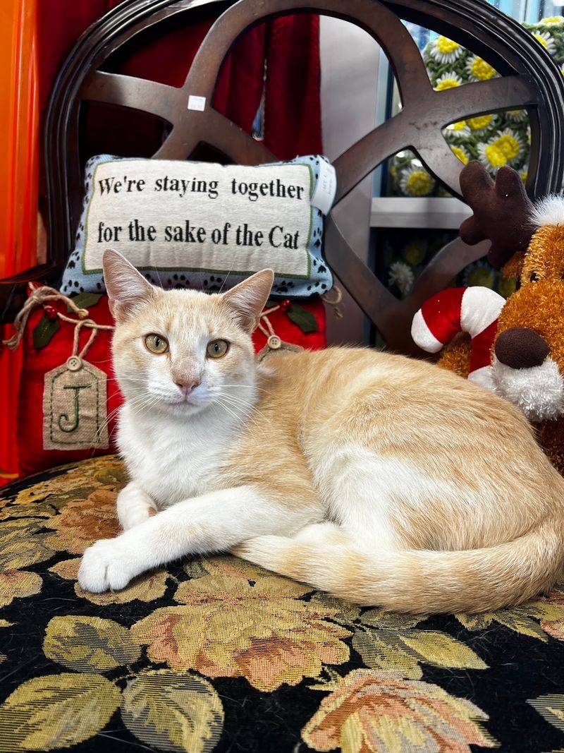 From Cat Room Crush to Forever Home From Cat Room Crush to Forever Home