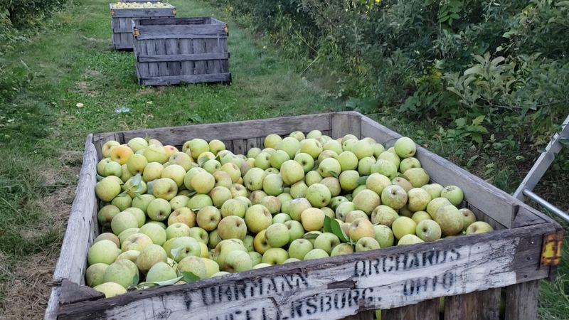 Fuhrmann Orchards (Wheelersburg, OH)