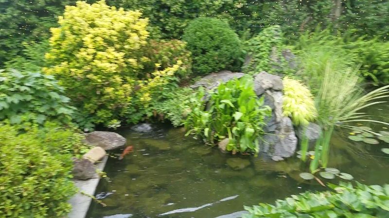 Gardens, Koi, and a Courtyard Worth Lingering In Gardens, Koi, and a Courtyard Worth Lingering In