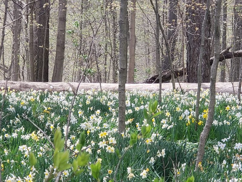 Gardens, Wildflowers, and Blooming Surprises