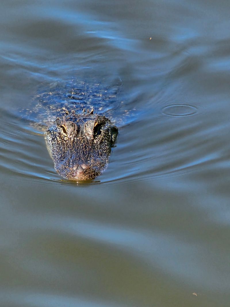 Gators, Bats, and Other Neighbors