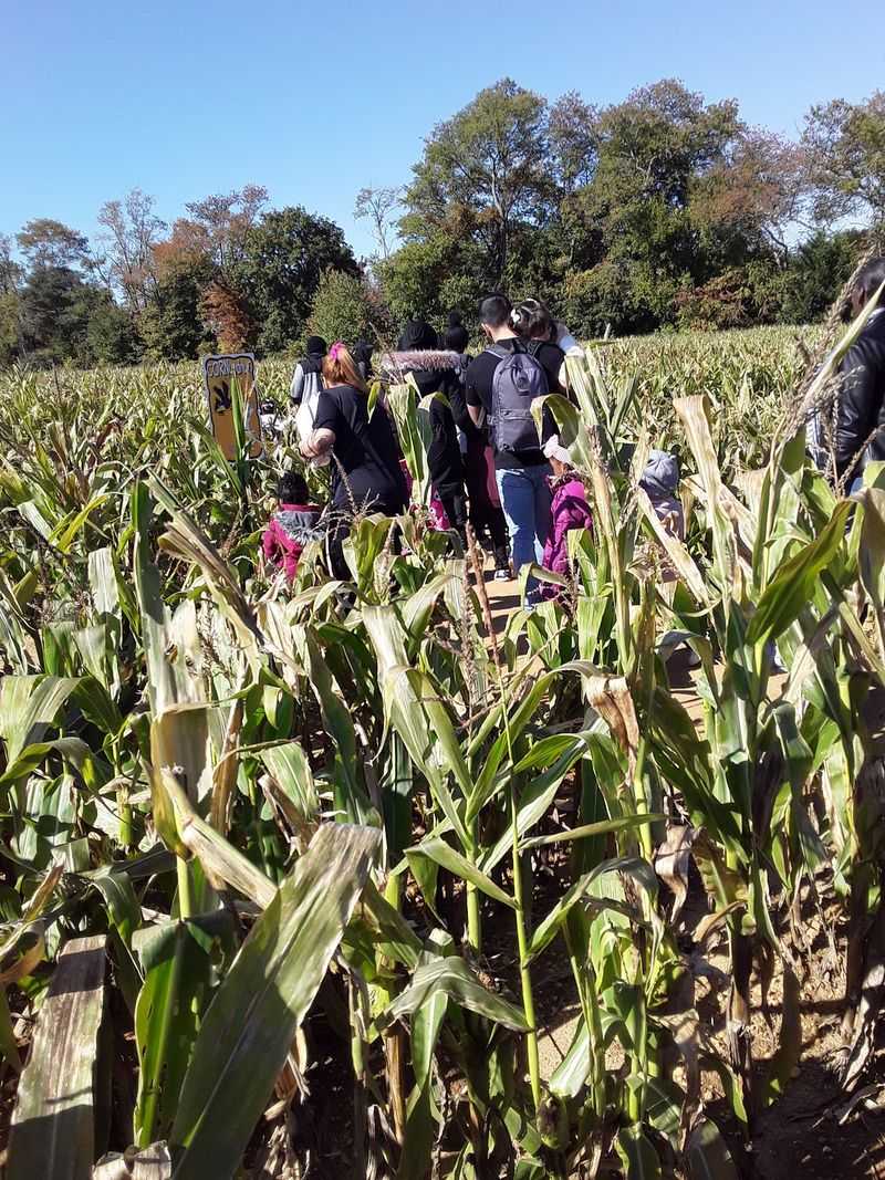 Getting Happily Lost In The Corn Maze Getting Happily Lost In The Corn Maze
