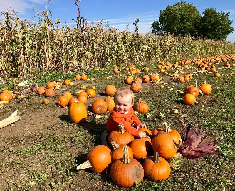 Getting Happily Lost In The Corn Maze