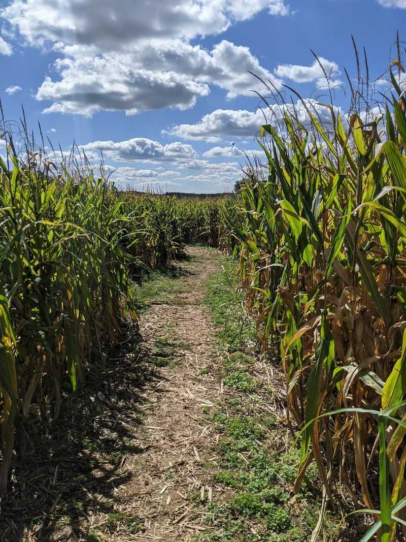 Getting Pleasantly Lost in the Seven Acre Corn Maze Getting Pleasantly Lost in the Seven Acre Corn Maze