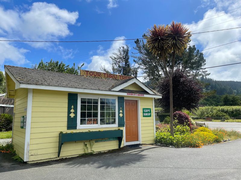 Gift Shop, Picnic Tables, and a Restroom Inside a Tree