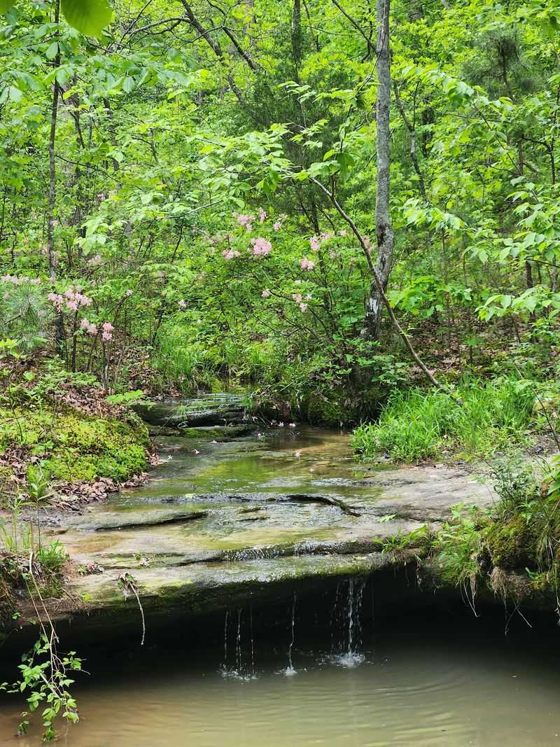 Glacial Relics And Rare Little Plants Glacial Relics And Rare Little Plants