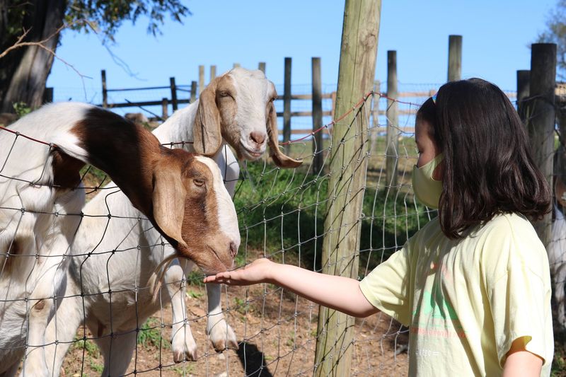 Goats, Alpacas and an Entire Barnyard of Characters Goats, Alpacas and an Entire Barnyard of Characters