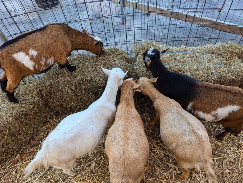 Goats And Sheep With Big Personalities Goats And Sheep With Big Personalities