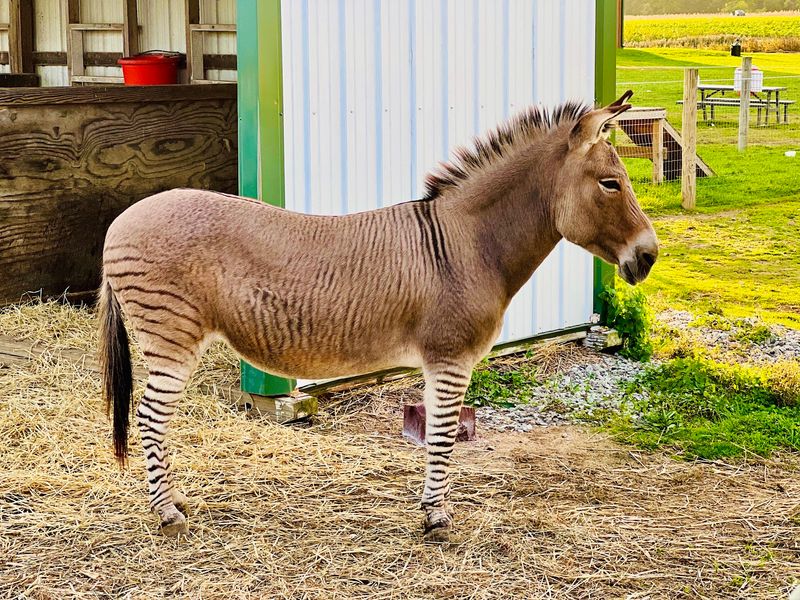 Goats, Chickens And One Very Famous Zonkey Goats, Chickens And One Very Famous Zonkey