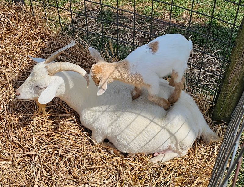 Goats, Donkeys, and Barnyard Friends Goats, Donkeys, and Barnyard Friends
