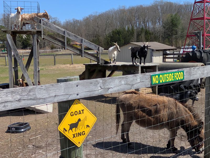 Goats, Sheep, And One Miniature Donkey Goats, Sheep, And One Miniature Donkey