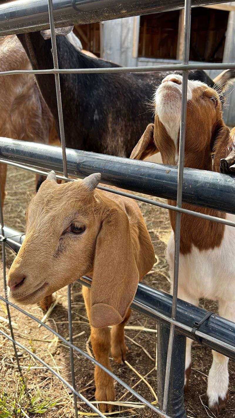 Goats With A Fan Club Goats With A Fan Club