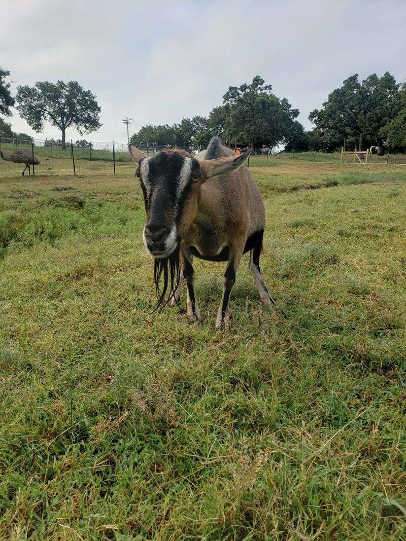 Goats With Opinions and Absolutely No Shyness