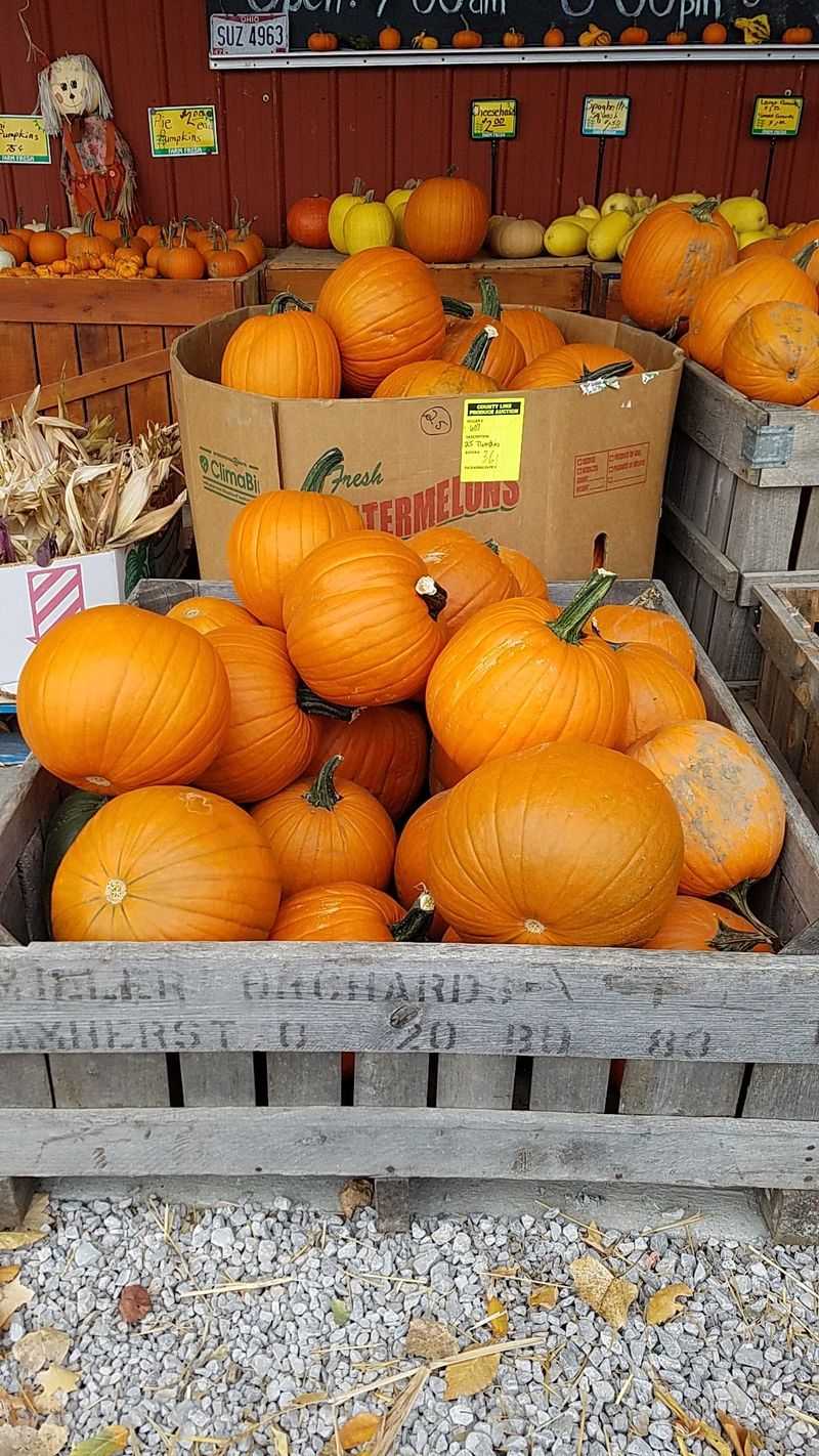 Gourds, Pumpkins, and Fall Color