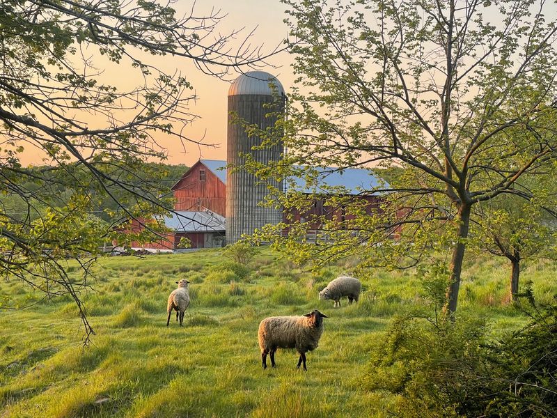 Grass-Fed Lamb Raised Right On The Hillside