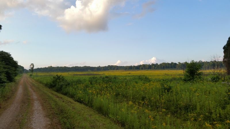 Grasslands Where Rare Sparrows Outnumber People